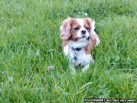 Cavalier King Charles Spaniel Dies ist Rolly ein CKC Spaniel im Alter von 7 Jahren