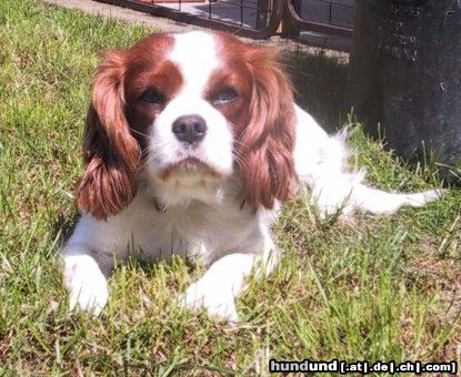 Cavalier King Charles Spaniel Hunde Foto 5250 Cavalier King Charles Spaniel Loving Hearts Ginger Robin unsere schöne Zuchthündin