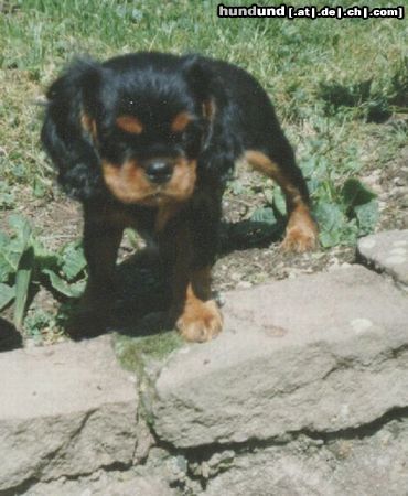 Cavalier King Charles Spaniel Hunde Foto 26190 Cavalier King Charles Spaniel Ich doch nicht