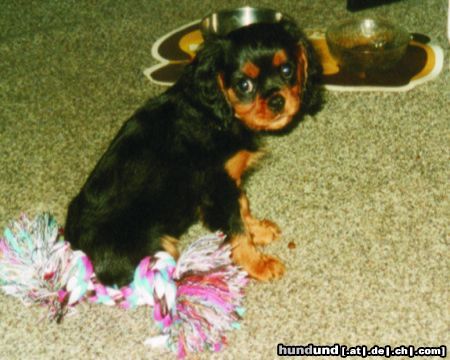 Cavalier King Charles Spaniel Hunde Foto 14376 Cavalier King Charles Spaniel Tessi mit 9 wochen