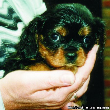 Cavalier King Charles Spaniel Hunde Foto 14377 Cavalier King Charles Spaniel Tessi mit 9 wochen