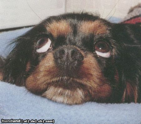 Cavalier King Charles Spaniel Hunde Foto 26189 Cavalier King Charles Spaniel Ich doch nicht