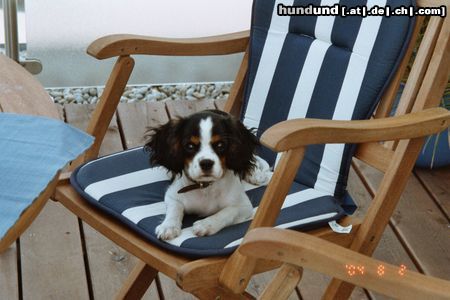 Cavalier King Charles Spaniel Hunde Foto 19127 in höherer Auflösung ansehen Cavalier King Charles Spaniel Aaaach so läßt sich die Hitze aushalten!