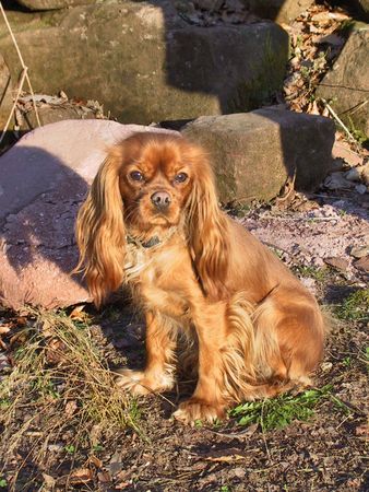 Cavalier King Charles Spaniel Hunde Foto 2108 Cavalier King Charles Spaniel Unsere Jule - ein Prachtmädchen