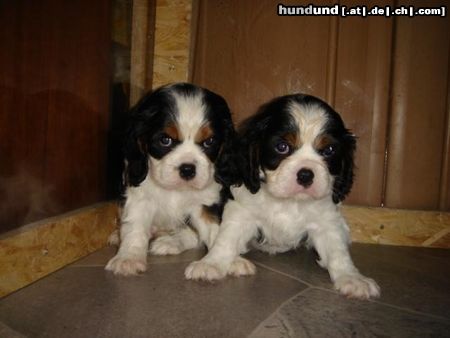 Cavalier King Charles Spaniel Hunde Foto 23159 in höherer Auflösung ansehen Cavalier King Charles Spaniel little dream for you