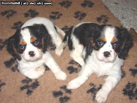 Cavalier King Charles Spaniel Hunde Foto 11556 Cavalier King Charles Spaniel Cavaliers little dream for you