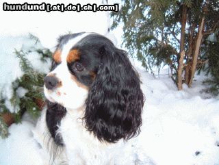 Cavalier King Charles Spaniel Hunde Foto 18295 Cavalier King Charles Spaniel Lacey