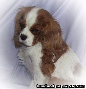 Cavalier King Charles Spaniel Hunde Foto 3292 Cavalier King Charles Spaniel Unsere Linda: liebevoll, verschmust und sehr anhänglich
