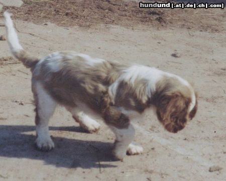 Cavalier King Charles Spaniel Hunde Foto 26192 Cavalier King Charles Spaniel Luzy