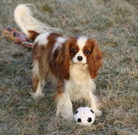 Cavalier King Charles Spaniel