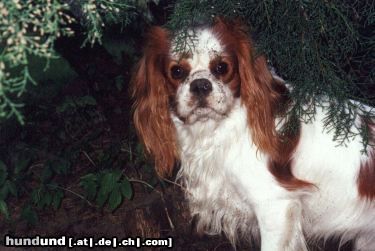 Cavalier King Charles Spaniel Hunde Foto 11460 Cavalier King Charles Spaniel Baster Aldaha Gold