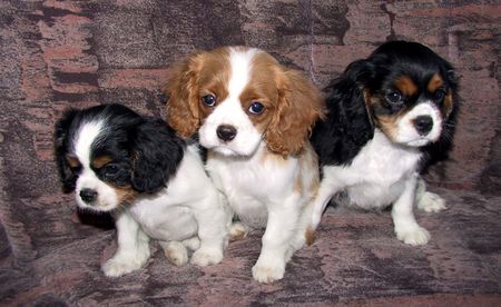 Cavalier King Charles Spaniel Hunde Foto 2107 Cavalier King Charles Spaniel Unsere süßen