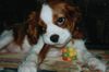 Cavalier King Charles Spaniel Hund