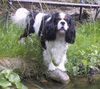 Cavalier King Charles Spaniel Hund