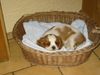 Cavalier King Charles Spaniel Hund