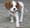 Cavalier King Charles Spaniel Hund