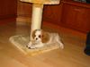 Cavalier King Charles Spaniel Hund