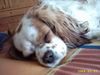 Cavalier King Charles Spaniel Hund