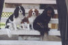 Cavalier King Charles Spaniel Foto: Meine drei Cavaliere (ID 24672) Cavalier King Charles Spaniel Hund