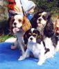 Cavalier King Charles Spaniel Hund