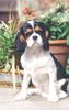Cavalier King Charles Spaniel Hund