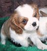Cavalier King Charles Spaniel Hund