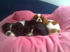Cavalier King Charles Spaniel Foto: Aristos Fair Naiko(Züchter: Margarete Feldgitscher, www.feldgitscher.com)+Rakelton`s Entertainer Early (Züchter:Rita Toth) (ID 35130) Cavalier King Charles Spaniel Hund