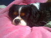Cavalier King Charles Spaniel Foto: Aristos Fair Naiko(Züchter: Margarete Feldgitscher, www.feldgitscher.com=Beste Züchterin der Welt) (ID 35132) Cavalier King Charles Spaniel Hund