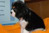 Cavalier King Charles Spaniel Foto: Aristos Fair Charly (ID 43707) Cavalier King Charles Spaniel Hund