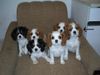 Cavalier King Charles Spaniel Foto: meine Ida (ID 13701) Cavalier King Charles Spaniel Hund