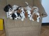 Cavalier King Charles Spaniel Foto: meine Ida (ID 13702) Cavalier King Charles Spaniel Hund