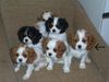 Cavalier King Charles Spaniel Foto: meine Ida (ID 13703) Cavalier King Charles Spaniel Hund