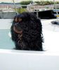 Cavalier King Charles Spaniel Foto: D.J. Cavalier King Charles Spaniel - 3 Jahre (ID 1504) Cavalier King Charles Spaniel Hund