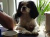 Cavalier King Charles Spaniel Hund