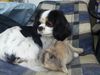 Cavalier King Charles Spaniel Hund