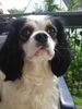 Cavalier King Charles Spaniel Hund