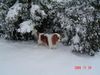 Cavalier King Charles Spaniel Hund