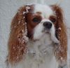 Cavalier King Charles Spaniel Hund