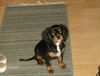 Cavalier King Charles Spaniel Foto: farbfehler, na und ?? (ID 41797) Cavalier King Charles Spaniel Hund