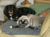 Cavalier King Charles Spaniel Foto: meine kleinen... (ID 42930) Cavalier King Charles Spaniel Hund
