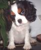 Cavalier King Charles Spaniel Hund