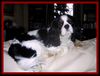 Cavalier King Charles Spaniel Hund