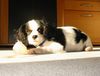Cavalier King Charles Spaniel Hund