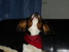 Cavalier King Charles Spaniel Foto: hÖrt mich jeder (ID 30402) Cavalier King Charles Spaniel Hund