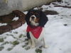 Cavalier King Charles Spaniel Foto: Jui 12/05 (ID 28050) Cavalier King Charles Spaniel Hund