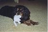 Cavalier King Charles Spaniel Hund