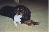 Cavalier King Charles Spaniel Foto: Kessie beim Spielen (ID 27700) Cavalier King Charles Spaniel Hund