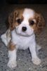 Cavalier King Charles Spaniel Hund