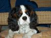 Cavalier King Charles Spaniel Hund
