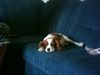 Cavalier King Charles Spaniel Foto: meine Ida schon grösser (ID 13704) Cavalier King Charles Spaniel Hund